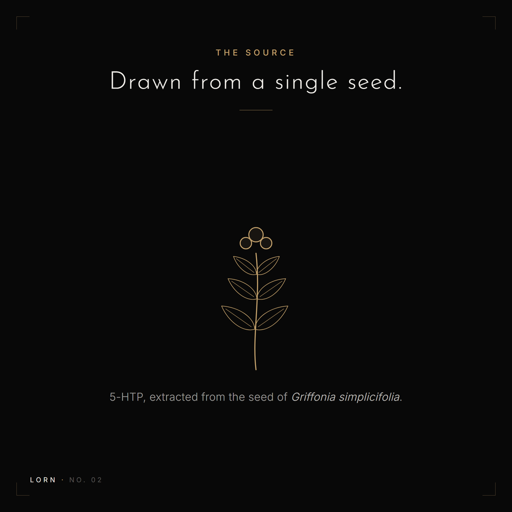Illustration of a Griffonia simplicifolia seed, the natural source of the 5-HTP in Lorn No. 02