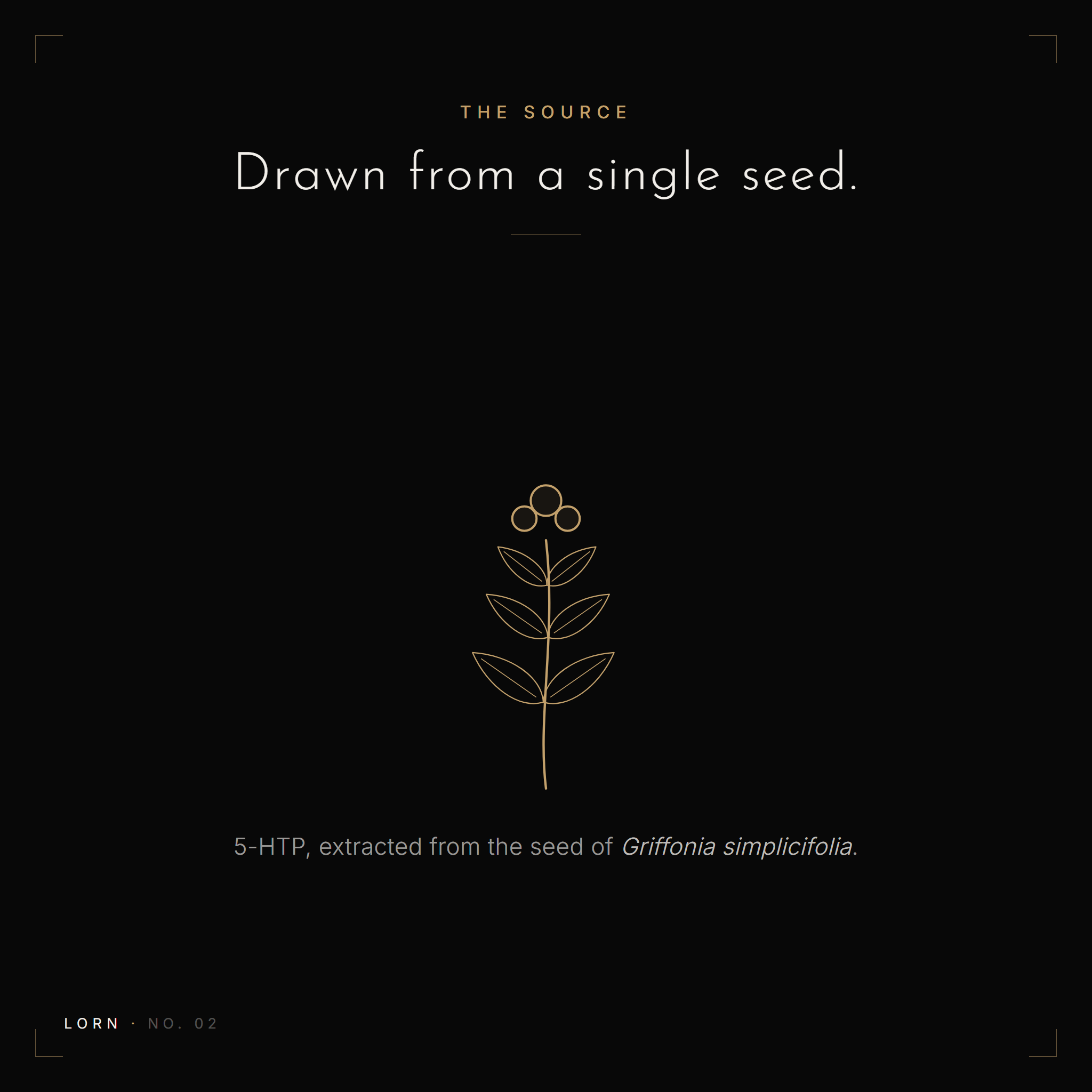 Illustration of a Griffonia simplicifolia seed, the natural source of the 5-HTP in Lorn No. 02